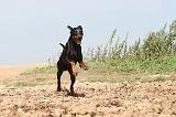 DOBERMANN 096